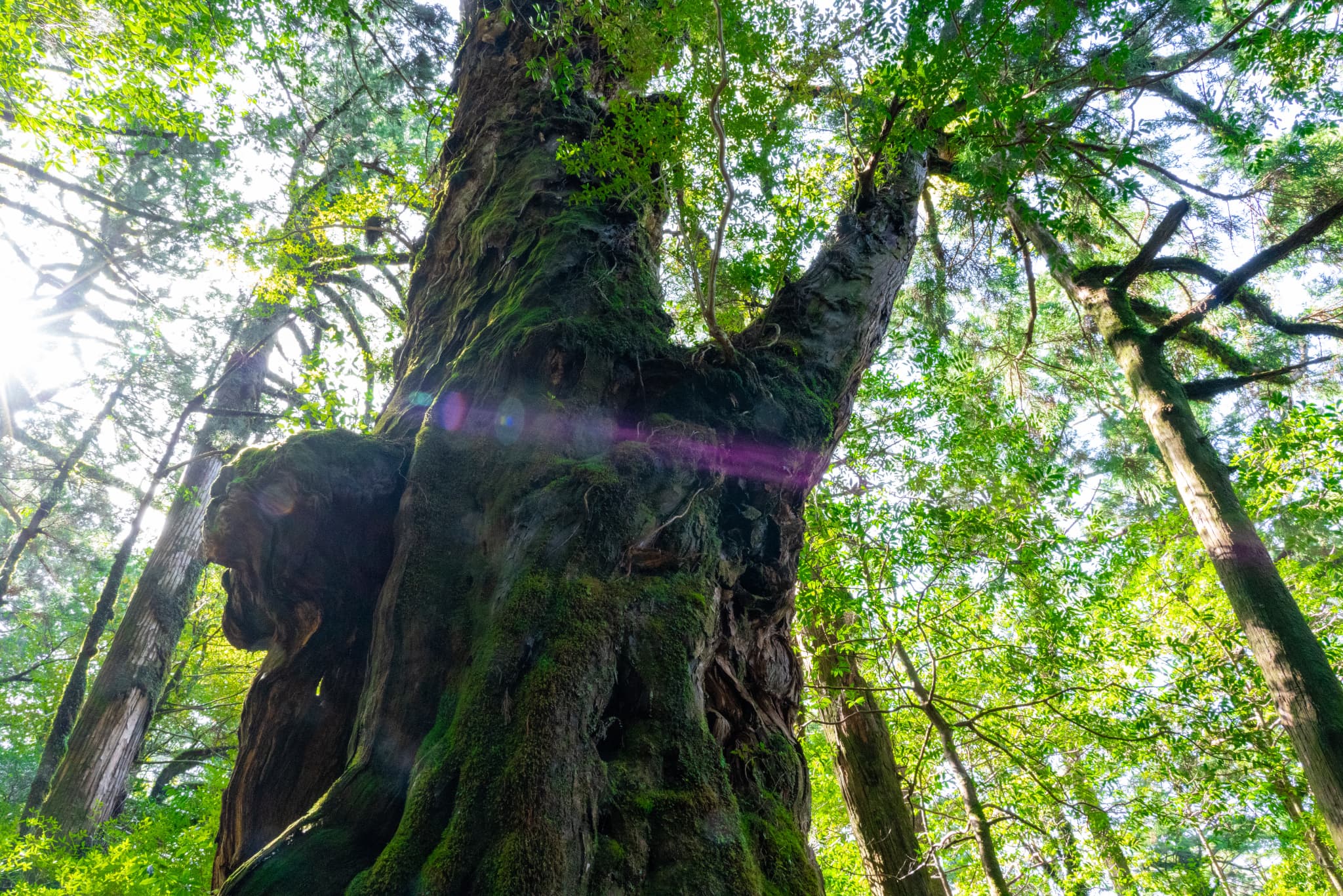 【理念の実現】環境保全で叶える、持続可能な社会への貢献