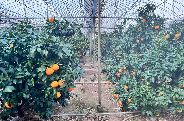柑橘ハウス老朽化対策支援事業